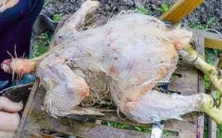 Приспособление для ощипывания кур в домашних условиях