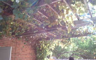 Как сделать пресс для винограда своими руками?