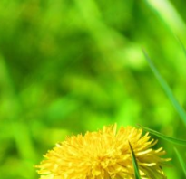 Как изготовить измельчитель травы своими руками?